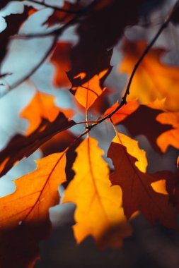 Mavi gökyüzü arka planında parlak sarı ve turuncu yapraklı bir sonbahar meşe ağacının alt manzarası. güzel doğal arkaplan.