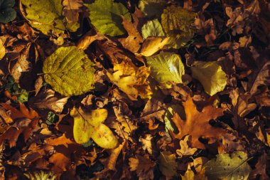 Sonbahar yaprakları ve bulanık parktan gelen ılık sonbahar arkaplanı.