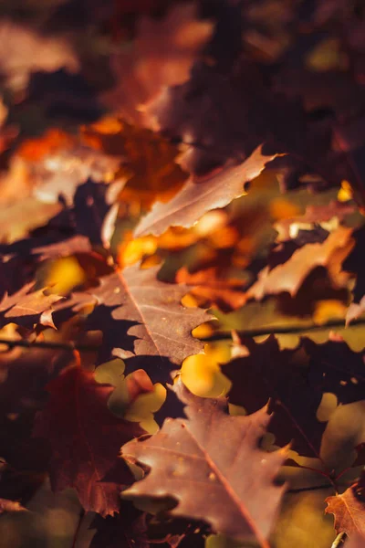 Вид Знизу Осіннє Дубове Дерево Яскраво Жовтим Помаранчевим Листям Фоні — стокове фото