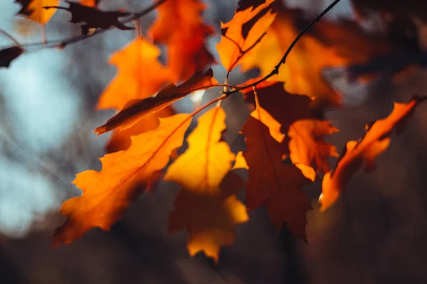 Вид Знизу Осіннє Дубове Дерево Яскраво Жовтим Помаранчевим Листям Фоні — стокове фото