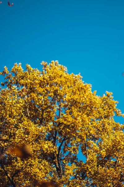 Bodem Uitzicht Van Een Herfst Eik Boom Met Helder Geel — Stockfoto