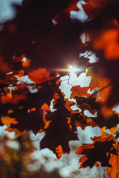 Blick Von Unten Auf Eine Herbst Eiche Mit Leuchtend Gelben — Stockfoto