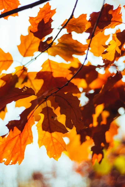 青空を背景に鮮やかな黄色とオレンジの葉を持つ秋のオークの木の下の景色 美しい自然背景 — ストック写真