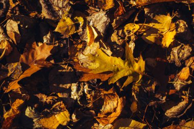 Sonbahar yaprakları ve bulanık parktan gelen ılık sonbahar arkaplanı.