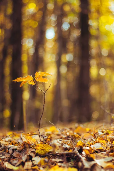 Fond chaud d'automne à partir des feuilles d'automne et du parc flou. — Photo