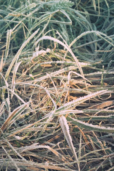 La hierba está cubierta de heladas. Hermoso fondo natural con escarcha en la hierba. — Foto de Stock