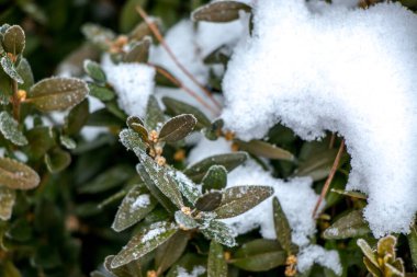 Çimenler ilk sonbahar ayazında donla kaplıdır, soyut doğal arkaplan. Karla kaplı bitkilerin yaprakları. Güzel, nazik, doğal arka plan.