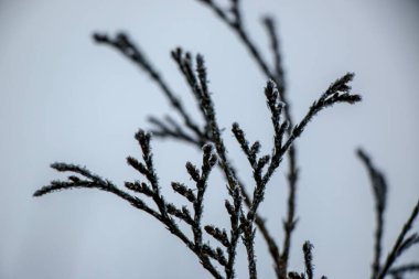 grass covered with frost in the first autumn frosts, abstract natural background.