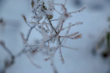 grass covered with frost in the first autumn frosts, abstract natural background.