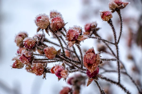 Kurumuş Gül Çiçeklerinin Makro Çekimi Donuk Bir Kış Günü Kardan — Stok fotoğraf