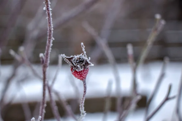 在寒冷的冬日里 在白雪的衬托下 长长的干蔷薇果 覆盖着白霜 自然的光芒 美丽而柔和的背景 — 图库照片