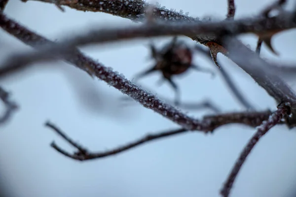 Makroaufnahme Von Getrockneten Rosenfrüchten Mit Raureif Bedeckt Einem Frostigen Wintertag — Stockfoto