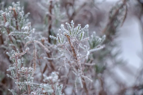 Трава Покрыта Морозом Первые Осенние Морозы Абстрактный Естественный Фон Листья — стоковое фото