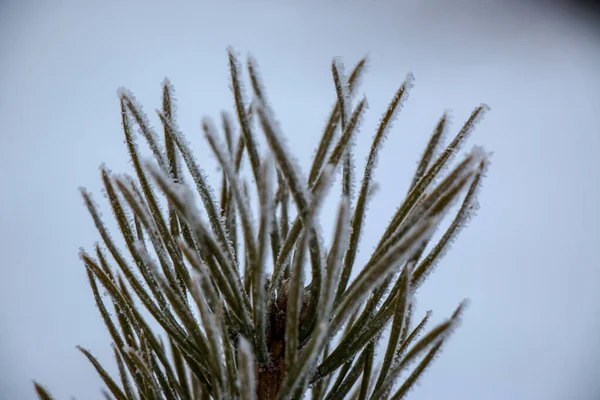 在初秋的霜冻中 草地被霜冻覆盖着 是抽象的自然背景 被霜冻覆盖的植物叶子 顶部视图 美丽柔和的自然背景 — 图库照片