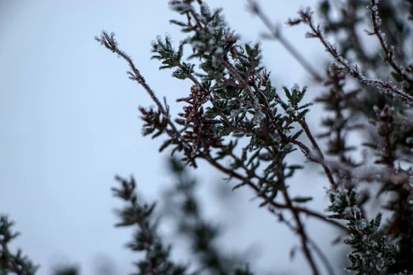 Füvet Első Őszi Fagy Borítja Elvont Természeti Háttérrel Levelek Növények — Stock Fotó
