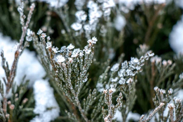 Erba Coperta Gelo Nel Primo Gelo Autunnale Sfondo Naturale Astratto — Foto Stock