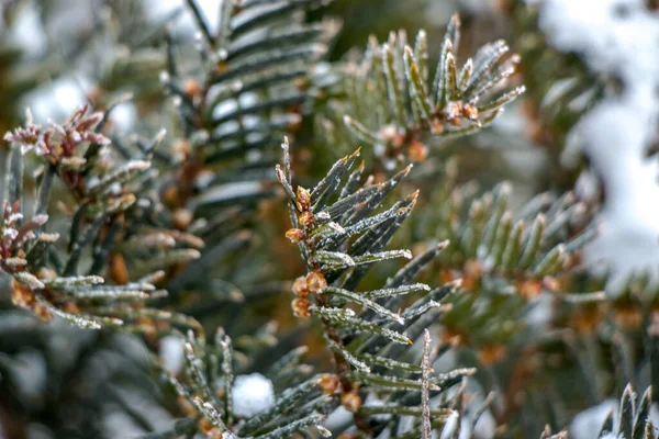 Grass Covered Frost First Autumn Frost Abstract Natural Background Leaves — Stock Photo, Image