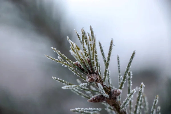 Çimenler Ilk Sonbahar Ayazında Donla Kaplıdır Soyut Doğal Arkaplan Karla — Stok fotoğraf