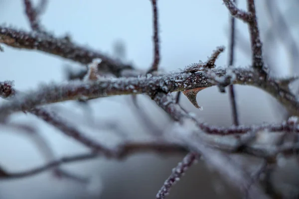 Grass covered with frost in the first autumn frosts, abstract natural background. — 图库照片