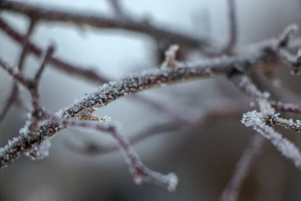 Grass covered with frost in the first autumn frosts, abstract natural background. — Stok fotoğraf