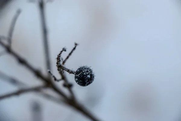 Grass covered with frost in the first autumn frosts, abstract natural background. — ストック写真