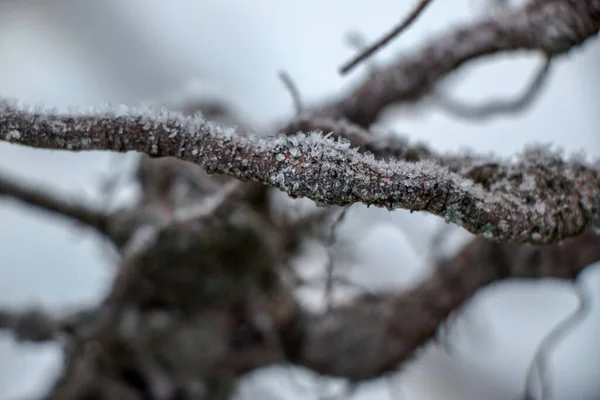 Grass covered with frost in the first autumn frosts, abstract natural background. — Foto Stock