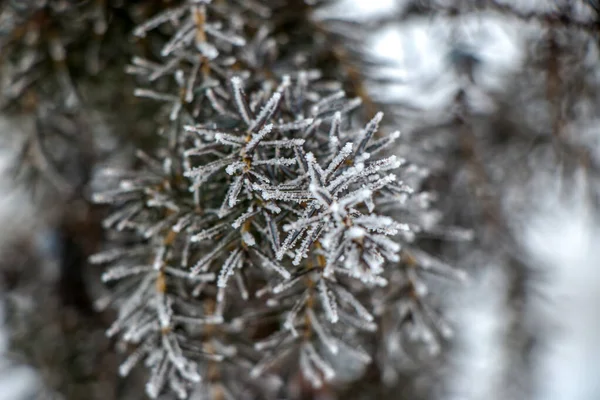 Grass covered with frost in the first autumn frosts, abstract natural background. — Foto Stock