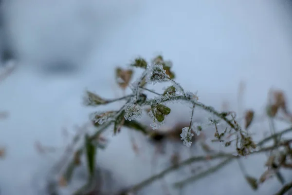 Grass covered with frost in the first autumn frosts, abstract natural background. — Foto Stock