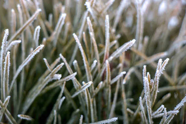 Grass covered with frost in the first autumn frosts, abstract natural background. — Stok fotoğraf