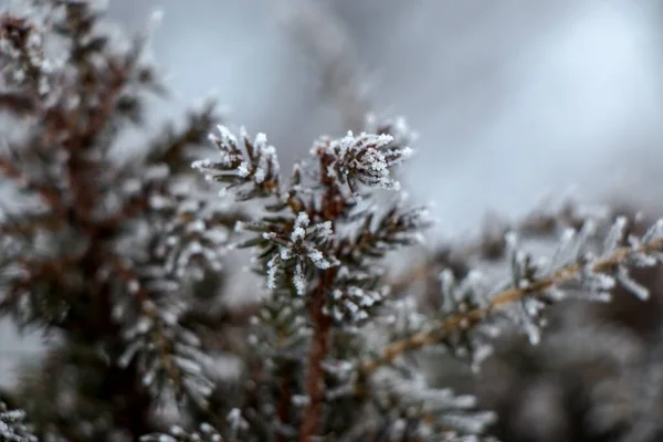 Grass covered with frost in the first autumn frosts, abstract natural background. — 스톡 사진