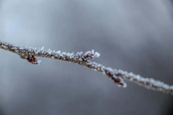 Grass covered with frost in the first autumn frosts, abstract natural background. — Stok fotoğraf