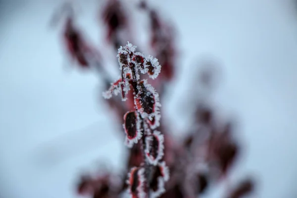 Hierba cubierta de heladas en las primeras heladas de otoño, fondo natural abstracto. — Foto de Stock