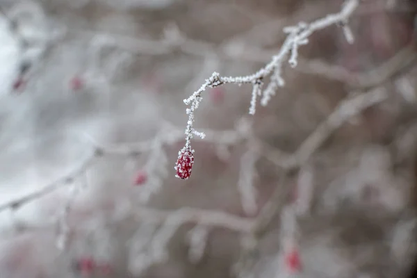 Grass covered with frost in the first autumn frosts, abstract natural background. — Foto Stock