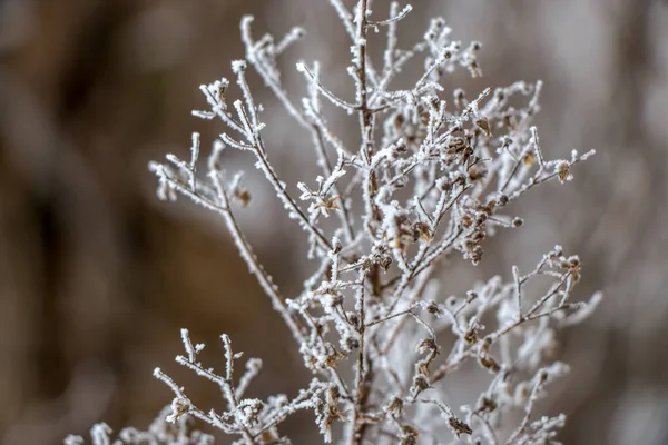 初秋霜冻覆盖的草地，抽象的自然背景. — 图库照片