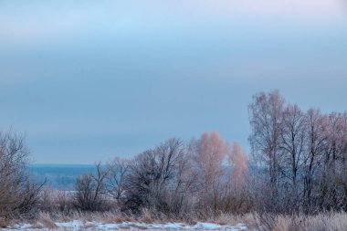 Güzel kış manzarası. Karlı bir tarlada beyaz buzla kaplı bir ağaç, yakın plan. Güneşli soğuk bir gün. Doğa güzel bir arka plan. Ukrayna 'da kış