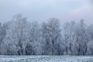 Güzel kış manzarası. Karlı bir tarlada beyaz buzla kaplı bir ağaç, yakın plan. Güneşli soğuk bir gün. Doğa güzel bir arka plan. Ukrayna 'da kış
