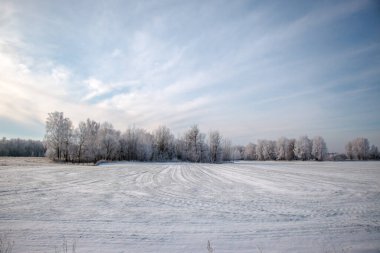Güzel kış manzarası. Karlı bir tarlada beyaz buzla kaplı bir ağaç, yakın plan. Güneşli soğuk bir gün. Doğa güzel bir arka plan. Ukrayna 'da kış