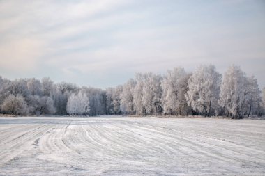 Güzel kış manzarası. Karlı bir tarlada beyaz buzla kaplı bir ağaç, yakın plan. Güneşli soğuk bir gün. Doğa güzel bir arka plan. Ukrayna 'da kış
