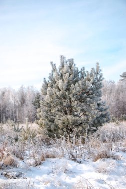 Güzel kış manzarası. Karlı bir tarlada beyaz buzla kaplı bir ağaç, yakın plan. Güneşli soğuk bir gün. Doğa güzel bir arka plan. Ukrayna 'da kış