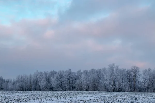Linda Paisagem Inverno Uma Árvore Coberta Geada Branca Campo Nevado — Fotografia de Stock