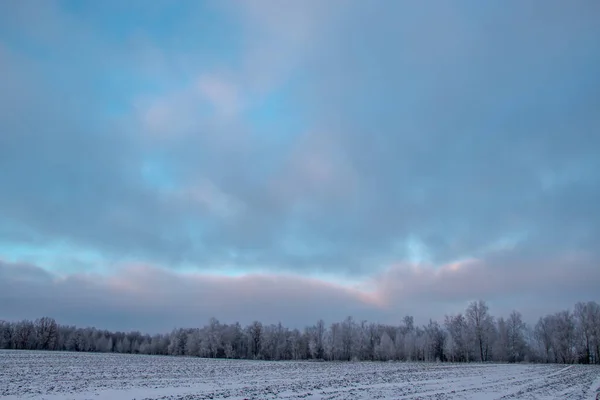Bellissimo Paesaggio Invernale Albero Coperto Gelo Bianco Campo Innevato Primo — Foto Stock