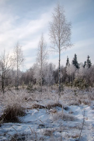 Schöne Winterlandschaft Ein Baum Mit Weißem Reif Einem Schneebedeckten Feld — Stockfoto