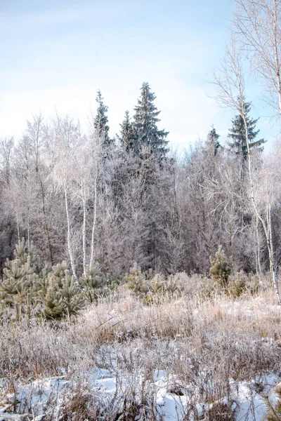 Piękny Zimowy Krajobraz Drzewo Nakryte Białym Mrozem Śnieżnym Polu Zbliżenie — Zdjęcie stockowe