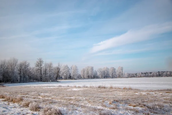 Vackert Vinterlandskap Ett Träd Täckt Med Vit Frost Ett Snöfält — Stockfoto