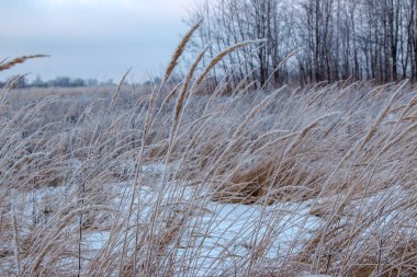 Buzla kaplı kuru otları yakın plan çek. Soğuk bir günde, güneş ışığıyla karda bitkiler. Doğa soyut ve güzel bir arkaplan.