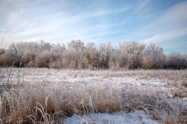 Buzla kaplı kuru otları yakın plan çek. Soğuk bir günde, güneş ışığıyla karda bitkiler. Doğa soyut ve güzel bir arkaplan.