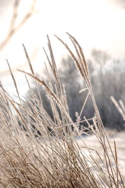 Buzla kaplı kuru otları yakın plan çek. Soğuk bir günde, güneş ışığıyla karda bitkiler. Doğa soyut ve güzel bir arkaplan.