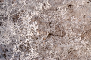 Buzla kaplı kuru otları yakın plan çek. Soğuk bir günde, güneş ışığıyla karda bitkiler. Doğa soyut ve güzel bir arkaplan.