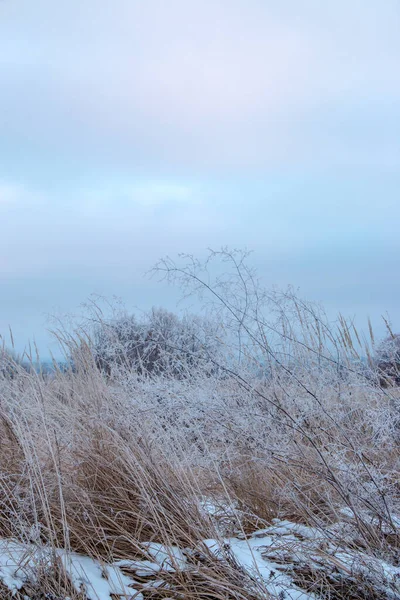 Close Ervas Secas Cobertas Com Geada Plantas Neve Dia Gelado — Fotografia de Stock