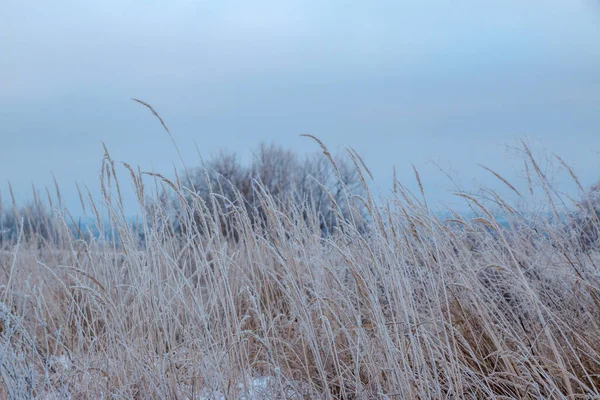 Крупный План Сухих Трав Покрытых Морозом Растения Снегу Морозный День — стоковое фото